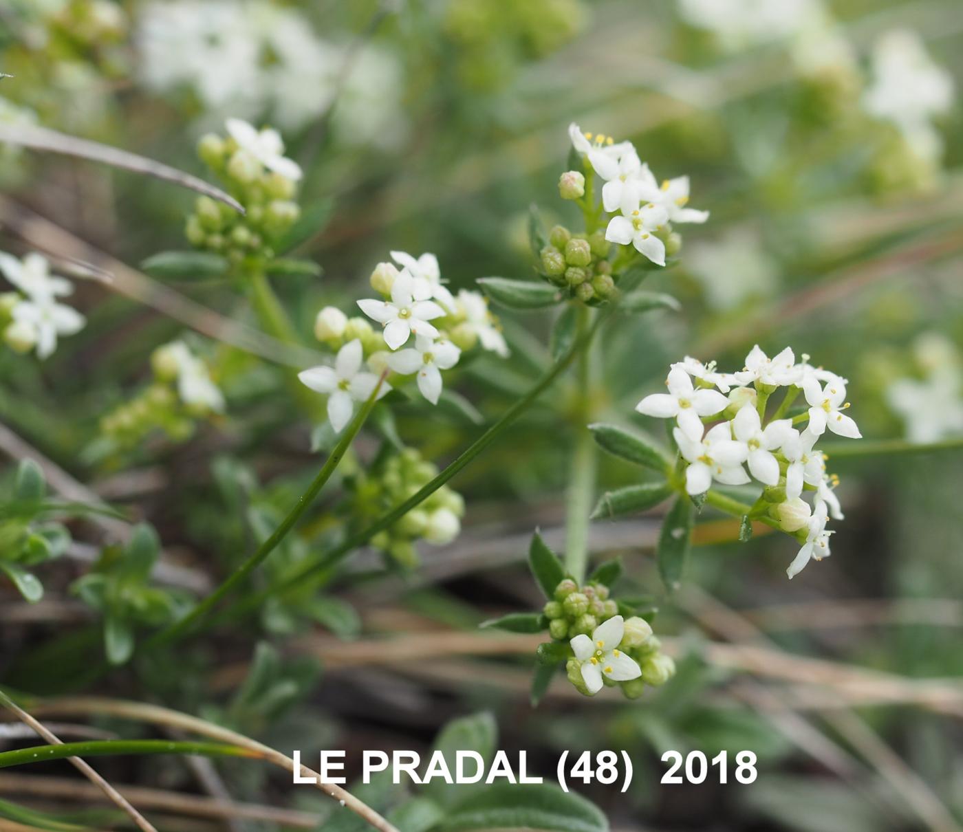 Bedstraw, [Mossy] flower